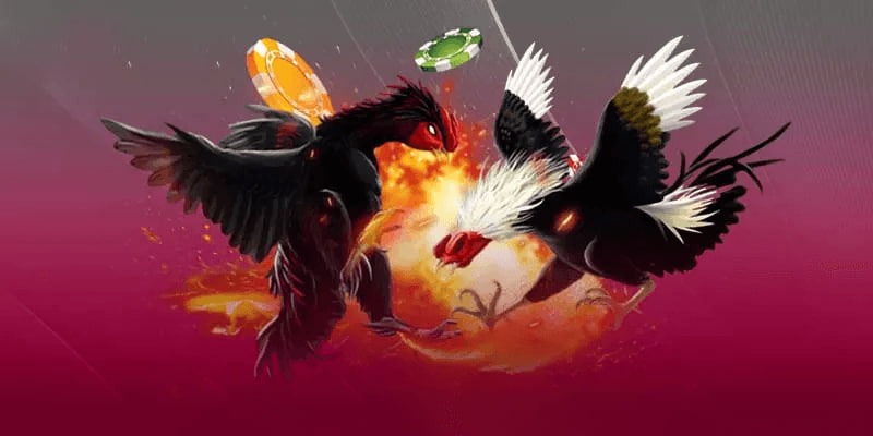 Bật mí những cửa cược hấp dẫn trong đá gà 67