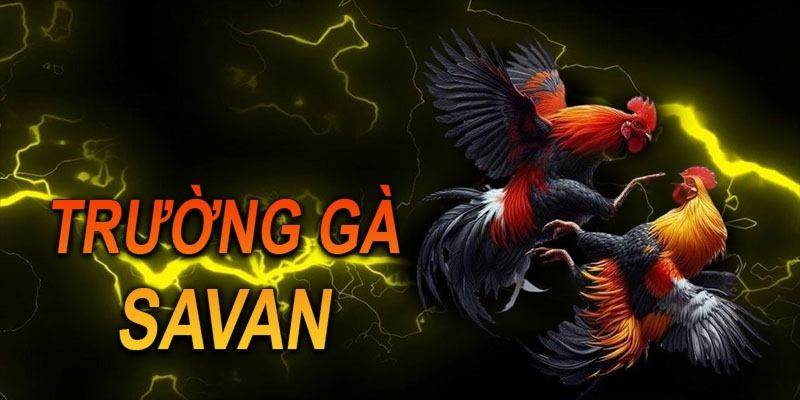Bí quyết nâng cao chiến thắng khi tham gia tại trường gà Savan