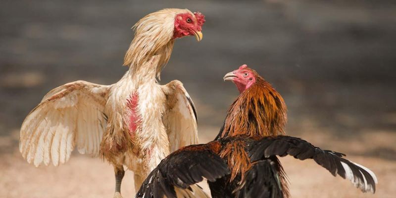 Các thể thức thi đấu phổ biến tại đá gà CPC3