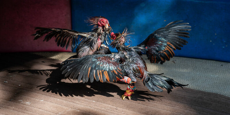 Các tiêu chuẩn để để đánh giá chuẩn gà chọi C1