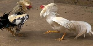 Cách Nuôi Gà Lên Bo - Bí Quyết Trong Chăm Sóc Của Sư Kê