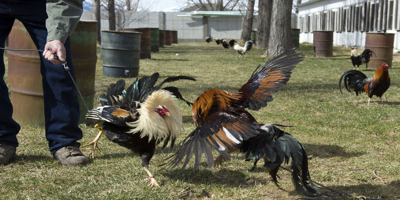 Chi tiết về cách tham gia gà chọi C1 tại ĐÁ GÀ THOMO