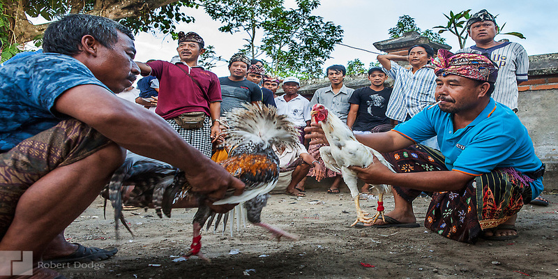 Đá gà 88 và những ưu điểm khiến người chơi “mê mệt”
