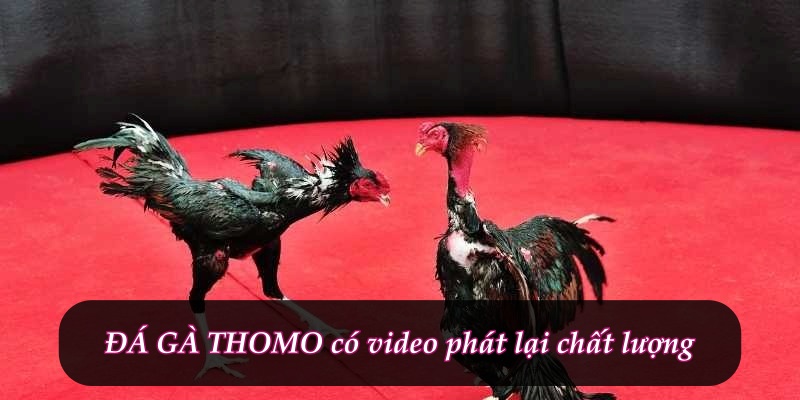ĐÁ GÀ THOMO có video phát lại chất lượng