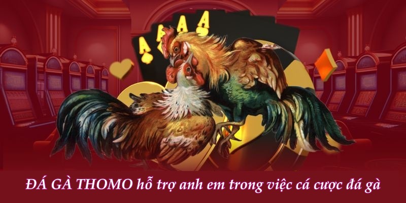 ĐÁ GÀ THOMO hỗ trợ anh em trong việc cá cược đá gà