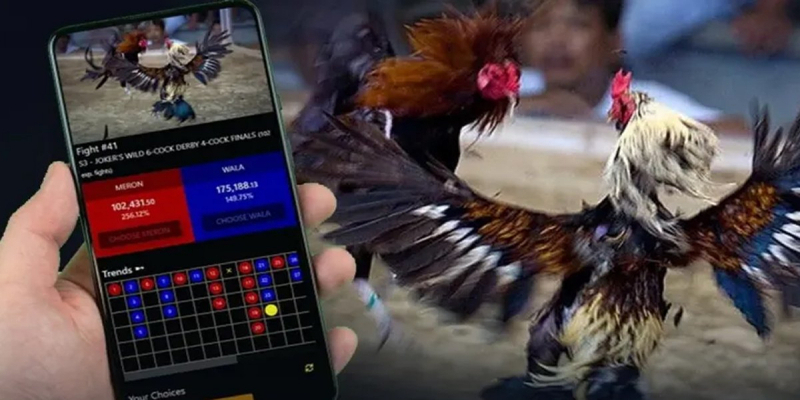 Điểm nhấn khiến đá gà Philippines trở thành lựa chọn số 1