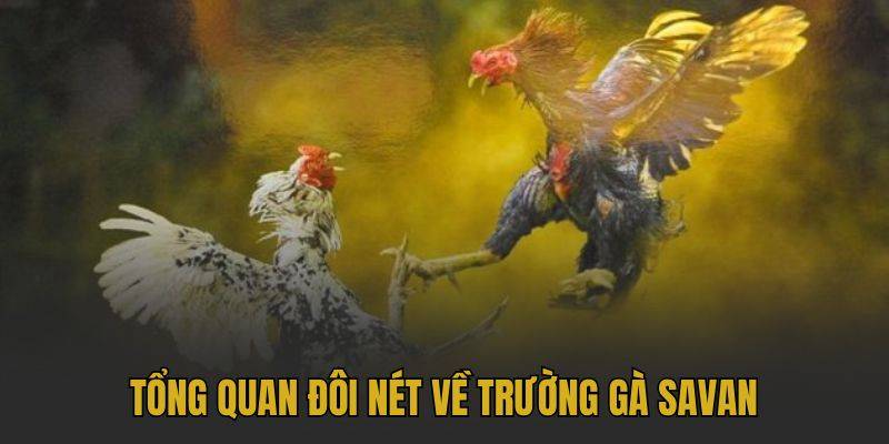 Đôi nét thông tin cơ bản về trường gà Savan