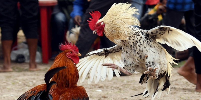 Gà chọi C1 là gì?