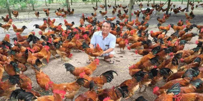 Hướng dẫn cách nuôi gà chọi con nhanh lớn và hữu dụng nhất