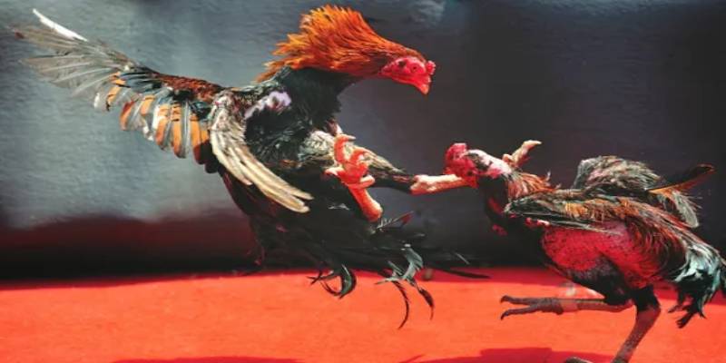 Lợi ích khi tham gia cá cược trực tuyến tại trường gà C2