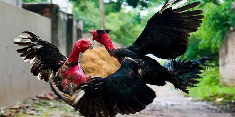 Luật thi đấu tân thủ cần nắm ở đá gà CPC4