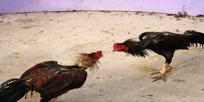 Một số mẹo nhỏ trong cách làm nước nuôi gà chọi