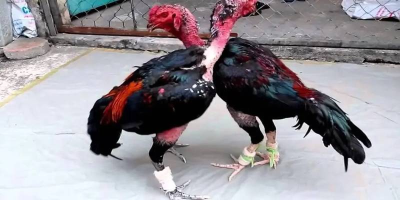 Một vài cách điều trị trong bệnh thường gặp ở gà chọi