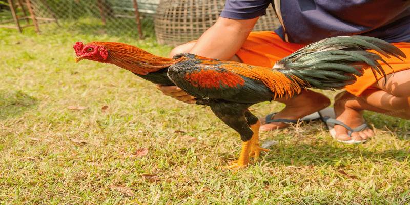 Nhận biết chiến kê tiềm năng trong cách nuôi gà lên bo