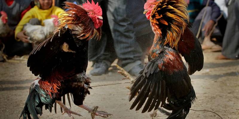 Những điểm khiến cho trường gà C1 trở nên nổi tiếng