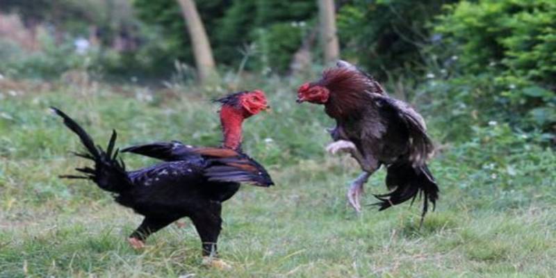 Những loại thuốc sung cho gà chọi tốt nhất bạn nên tham khảo