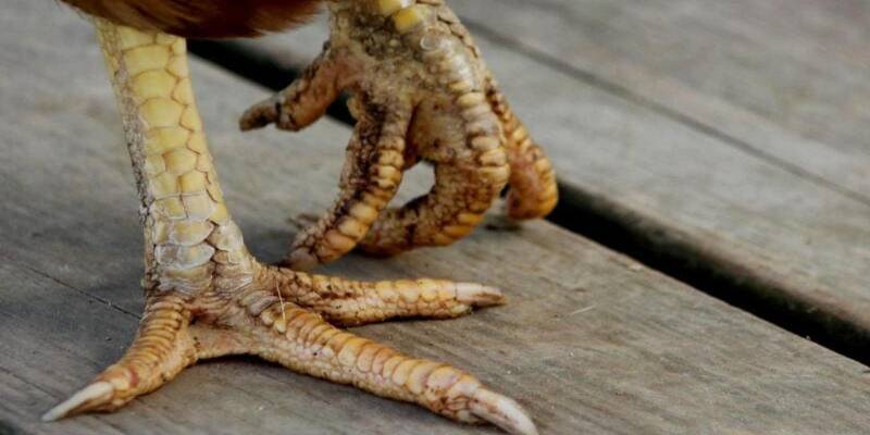 Những nguyên nhân khiến cho chiến kê của bạn bị sưng chân