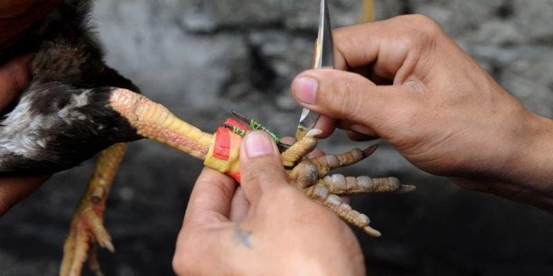 Quy trình tổ chức cơ bản của một trận đá gà cựa dao