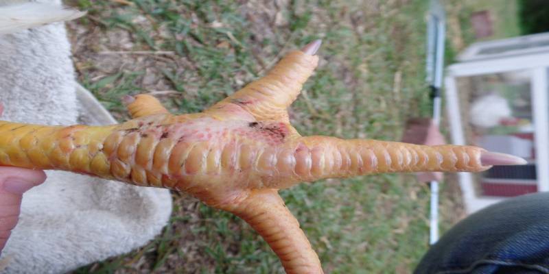 Sơ lược thông tin cơ bản về cách trị gà bị sưng chân