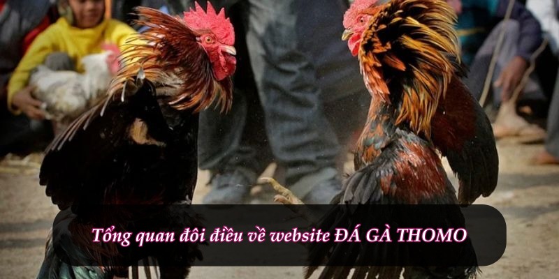 Tổng quan đôi điều về website ĐÁ GÀ THOMO