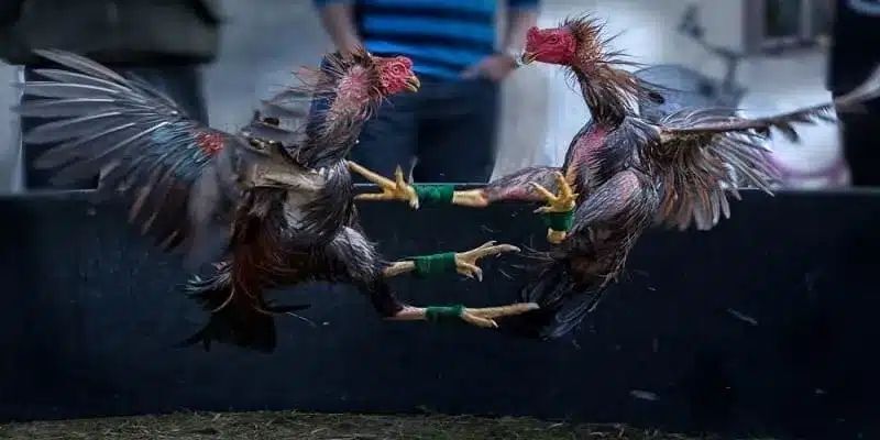 Tổng quan về hình thức đá gà cựa sắt uy tín