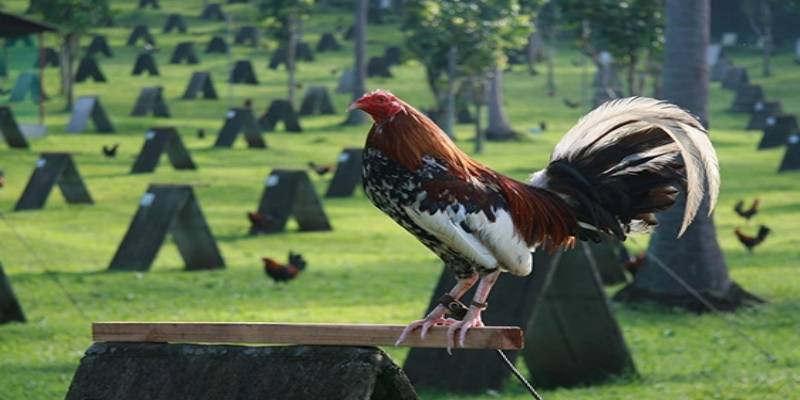 Top những thuốc tăng bo cho gà được sử dụng phổ biến