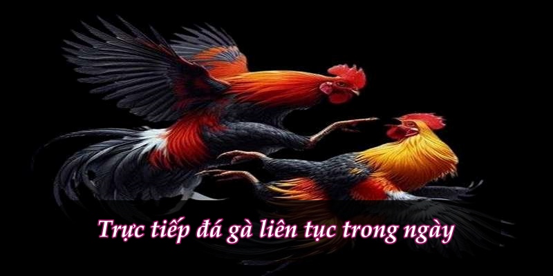Trực tiếp đá gà liên tục trong ngày