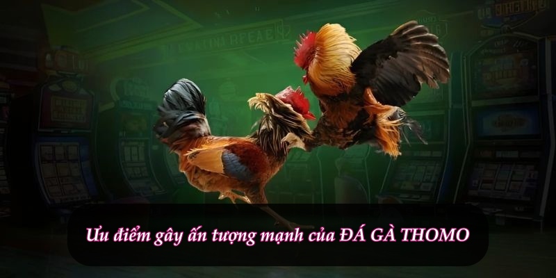 Ưu điểm gây ấn tượng mạnh của ĐÁ GÀ THOMO