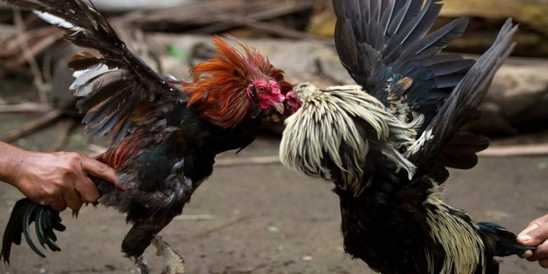 Vì sao người chơi mê trực tiếp đá gà 67?