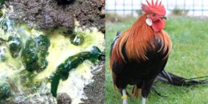 Gà bị ỉa phân xanh